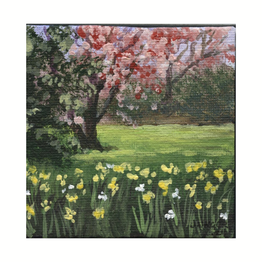 Spring Daffodils