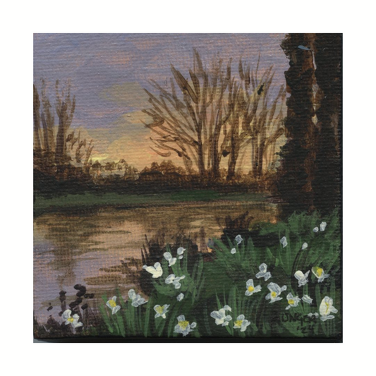 Daffodil Sunset