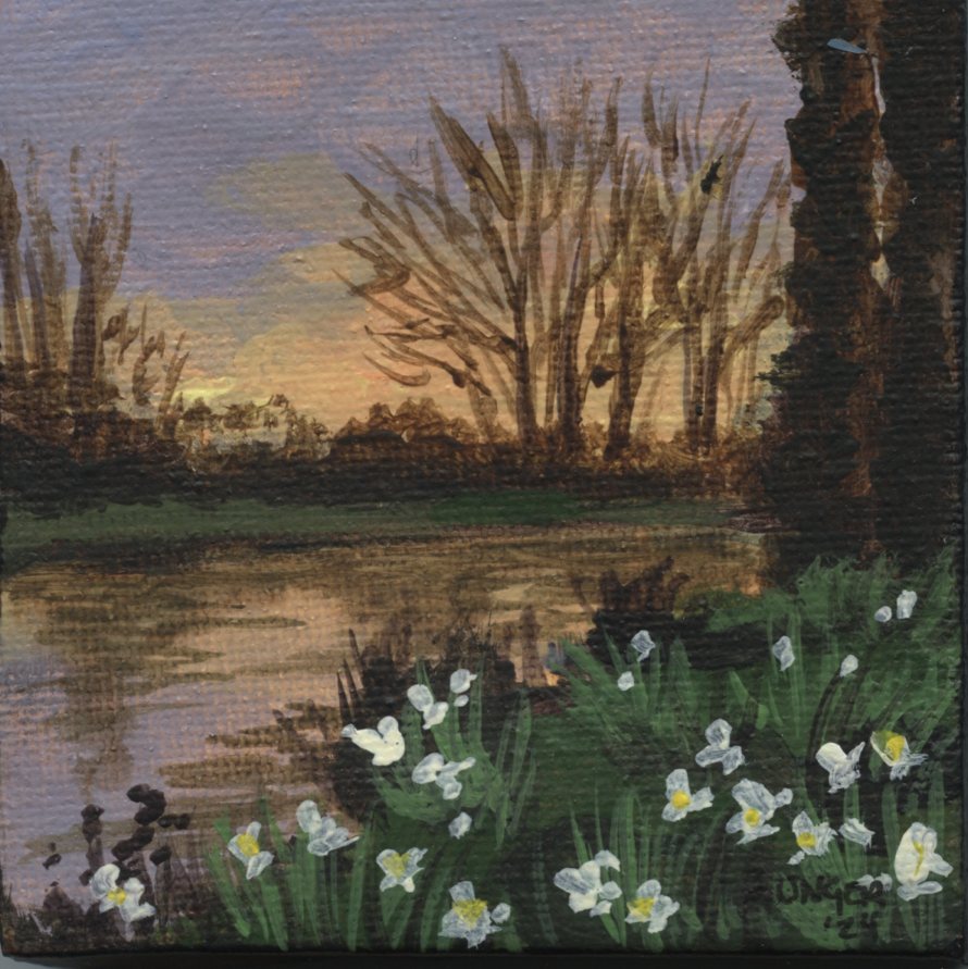 Daffodil Sunset